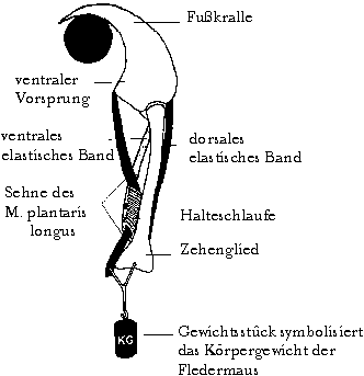 Haltemechanismus der Zehen